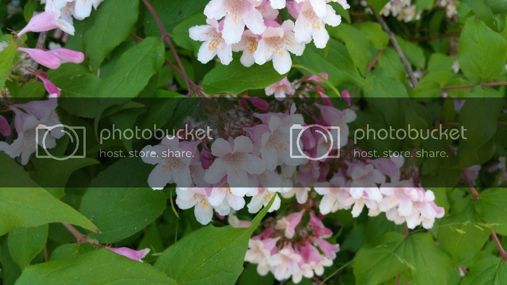 2015-06-05%2012.38.29_zpsruqrrwzi.jpg
