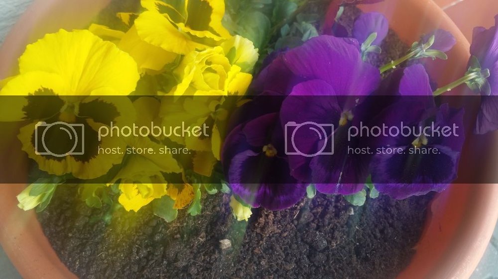 2016-04-07%2017.42.06_zpsiqzgpjpc.jpg