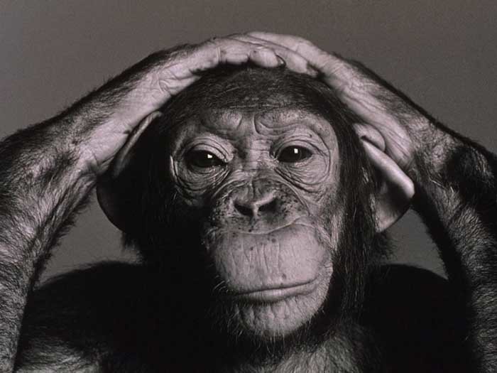 monkey1.jpg