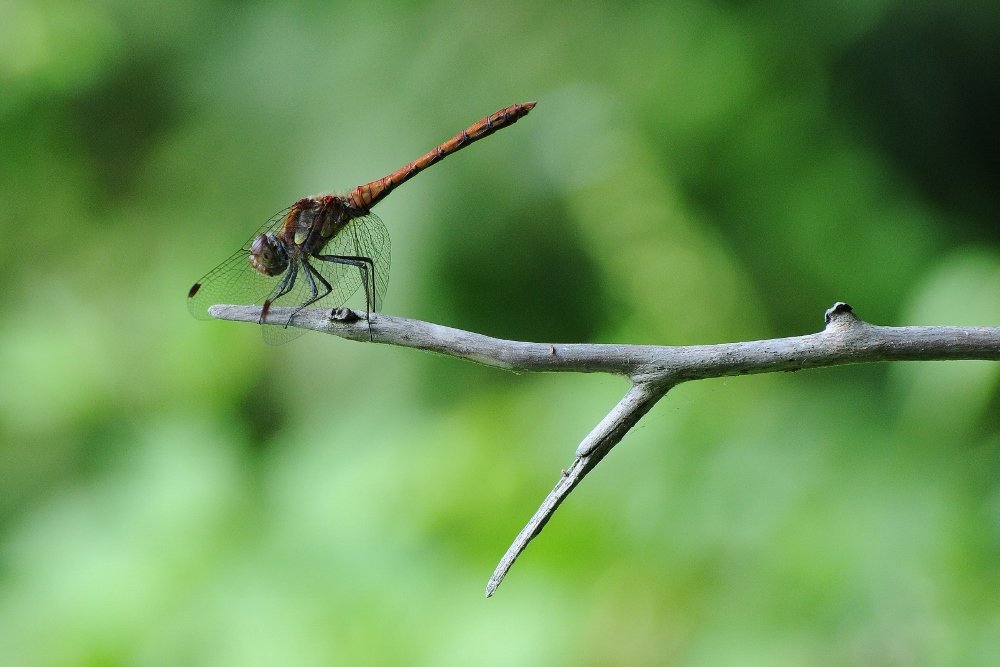 dragonfly.jpg
