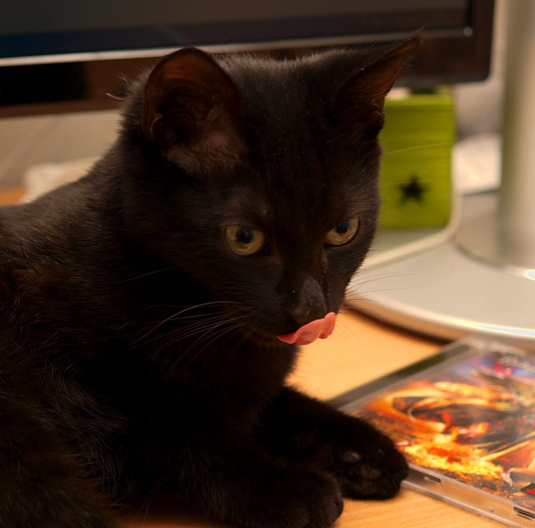 ozzy_013.JPG