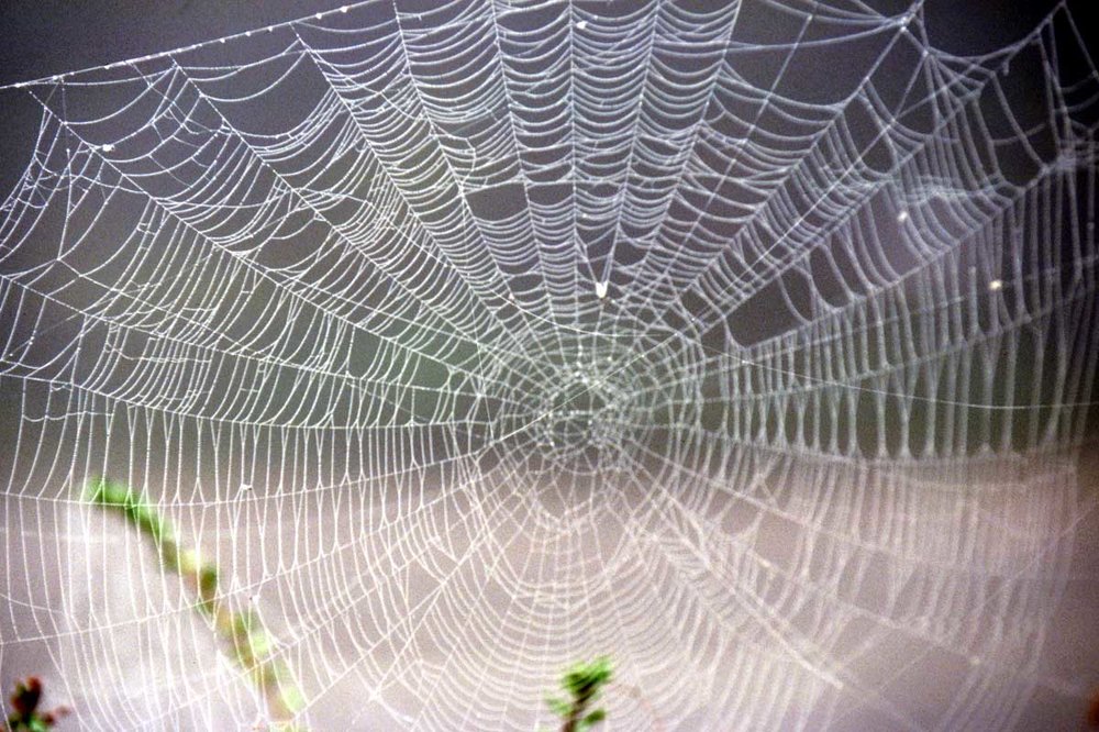 spider-net-g8i1.jpg