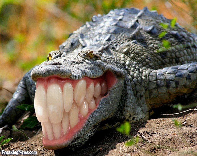 Crocodile-rocks--132383.jpg