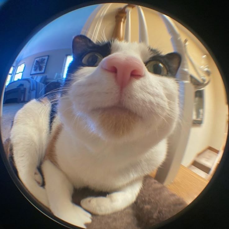 calico fisheye lens cat