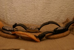 Triton - Sharkdiver - Worlddiver.JPG