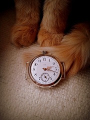 takie tam z Firefox-em ;)