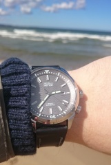 Foka w środowisku naturalnym