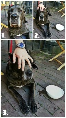 Pieskie popołudnie Omegi