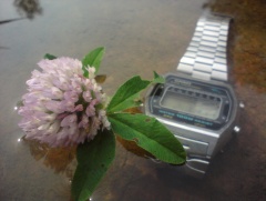 stary marlin i kaczeniec