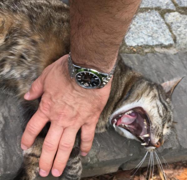 post-80195-0-97369400-1561025930_thumb.jpeg
