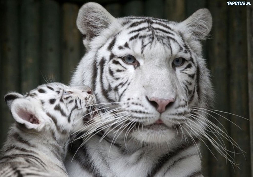 151957_bialy-tygrys-tygrysiatko.jpg