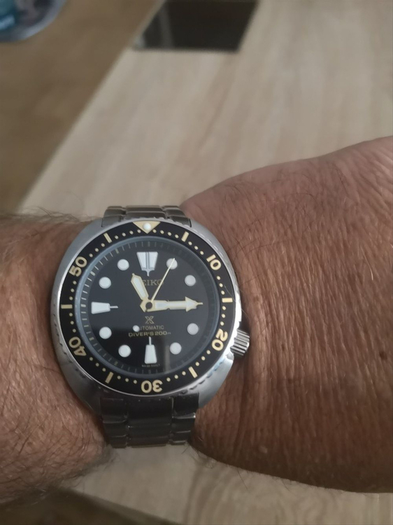 żółw za 213zł.jpg