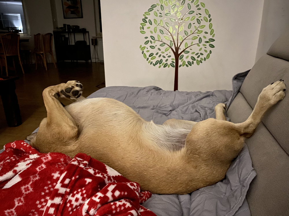 Irena Dekapita 2.jpg