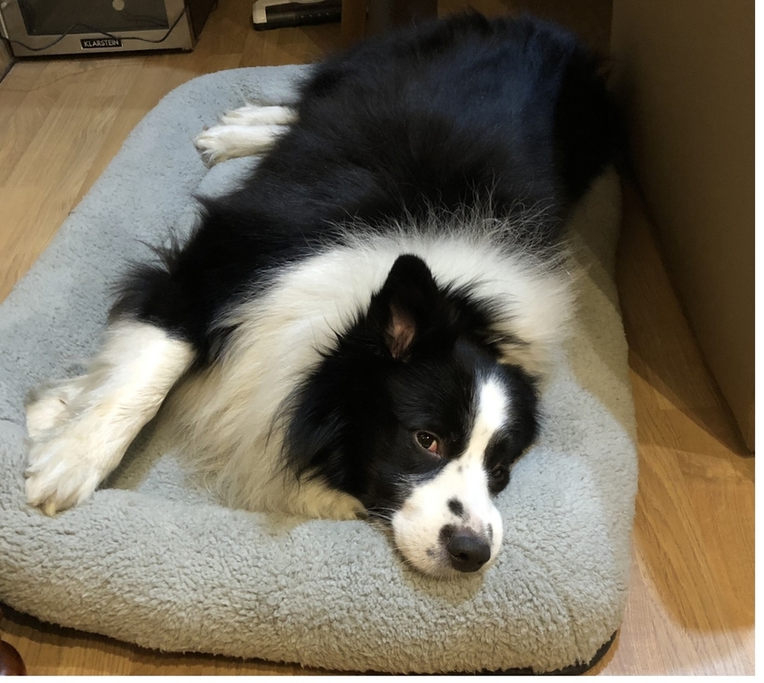 barret odpoczywa.jpg