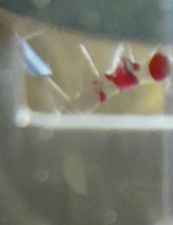 Zrzut ekranu 2021-06-4 o 12.12.41.jpg