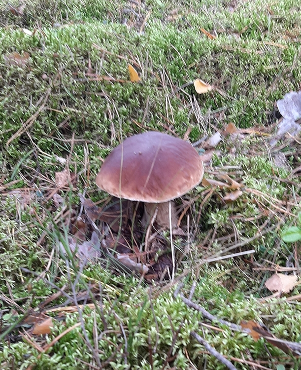 Król Borowik....jpg