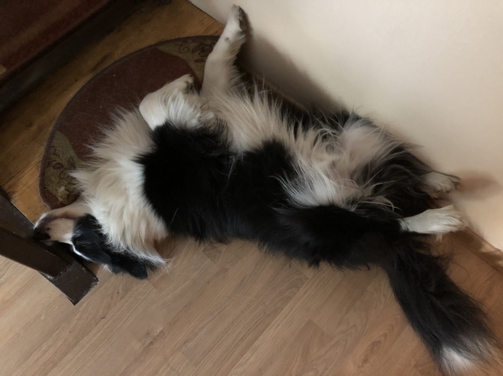 barrett odpoczywa.jpg