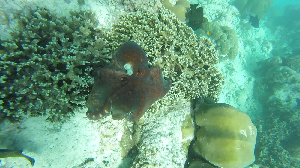 GOPR4551_Moment 1.jpg