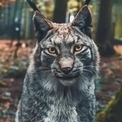 Lynx27