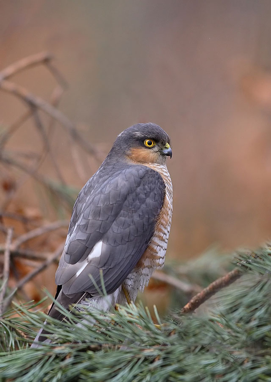 KROGULEC 2a_fa90.jpg