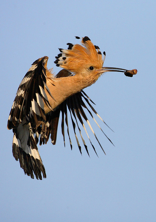 zawieszenie 12900.jpg