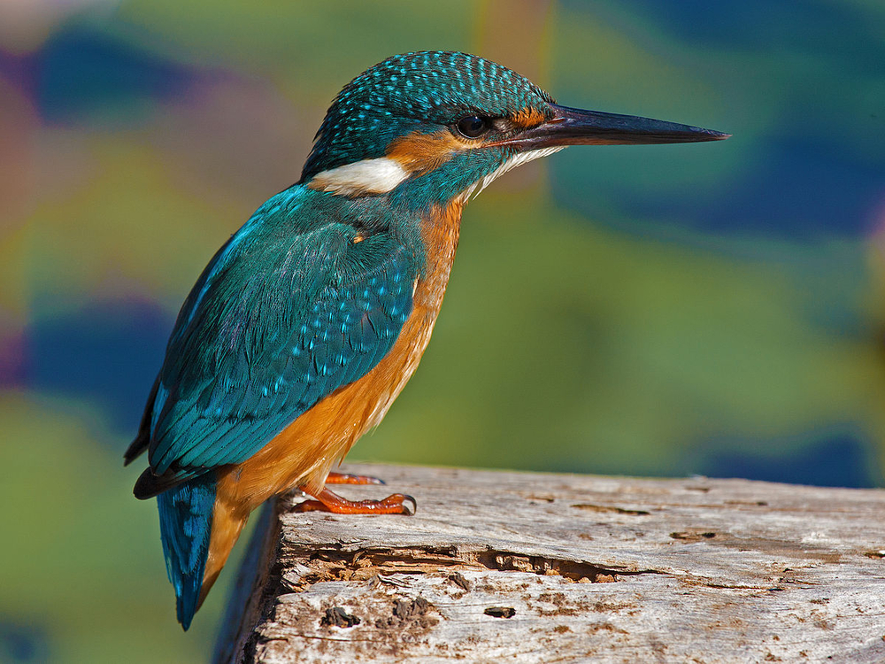 1200px-Alcedo_Atthis.jpg