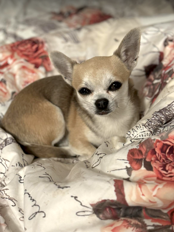 Zrzut ekranu 2024-10-23 o 23.19.07.png