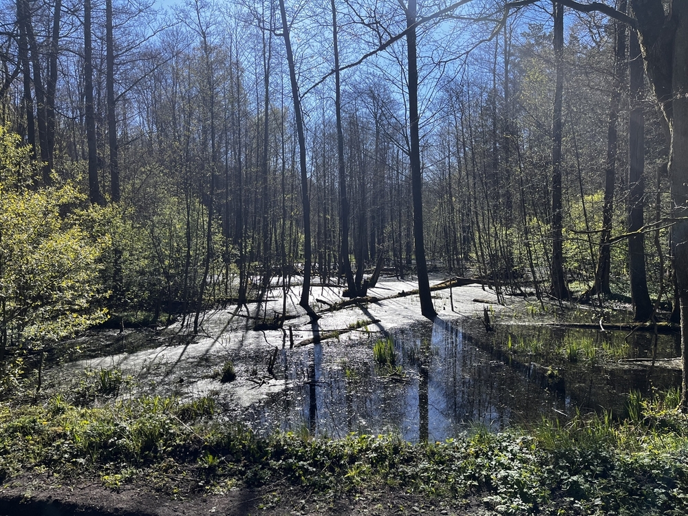 IMG_9049.jpeg