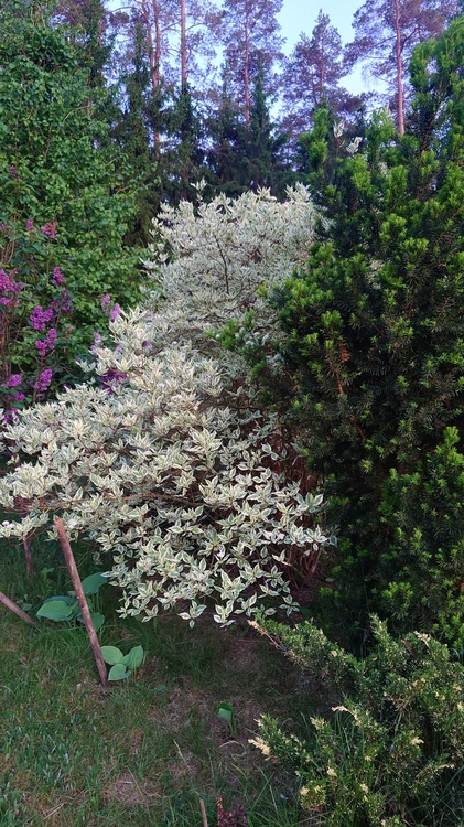20260602_211316.JPG