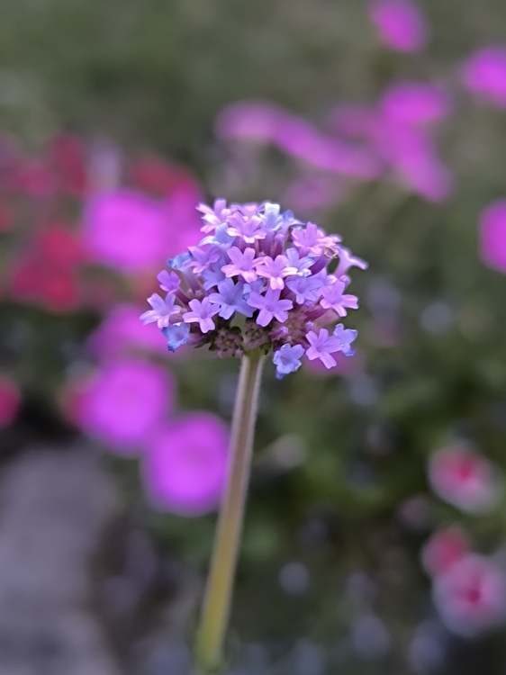IMG_20260630_210417.jpg