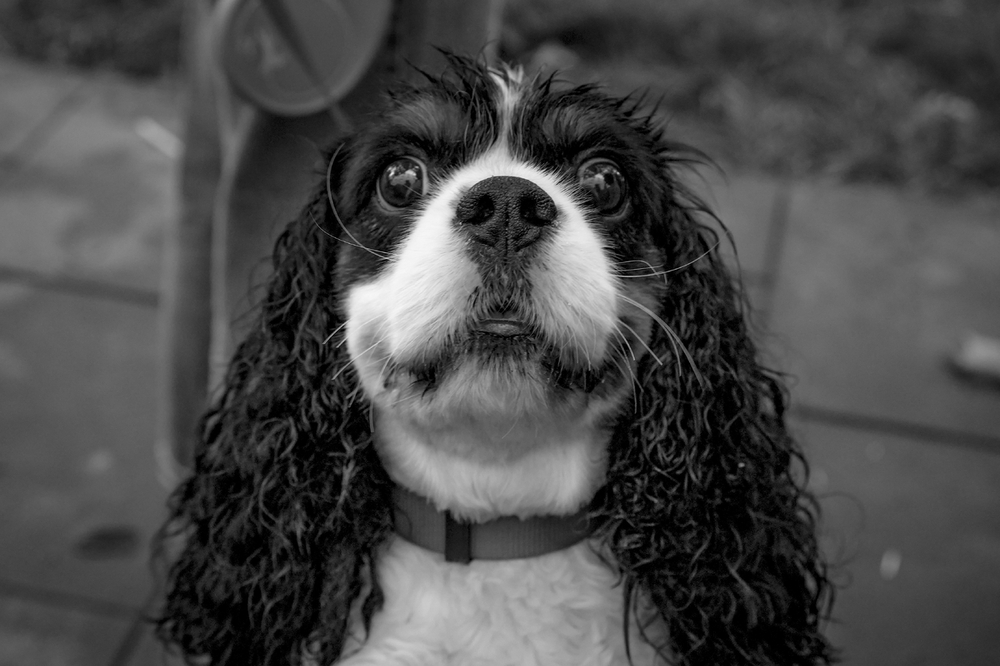dog 26 (1 z 1).jpg