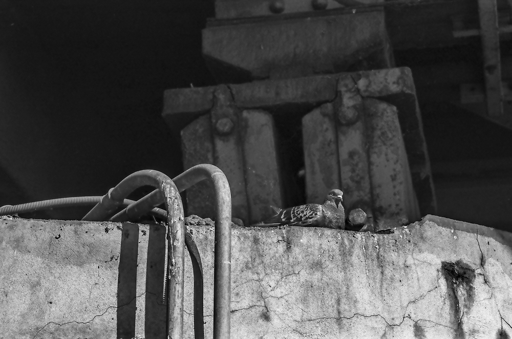 Leica CL AVI 200 20 (1 z 1).jpg