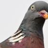 LowFlyingBird